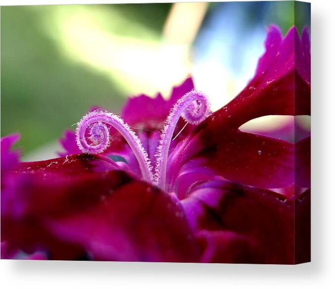 Curl Canvas Print featuring the photograph Curly Q by Dark Whimsy