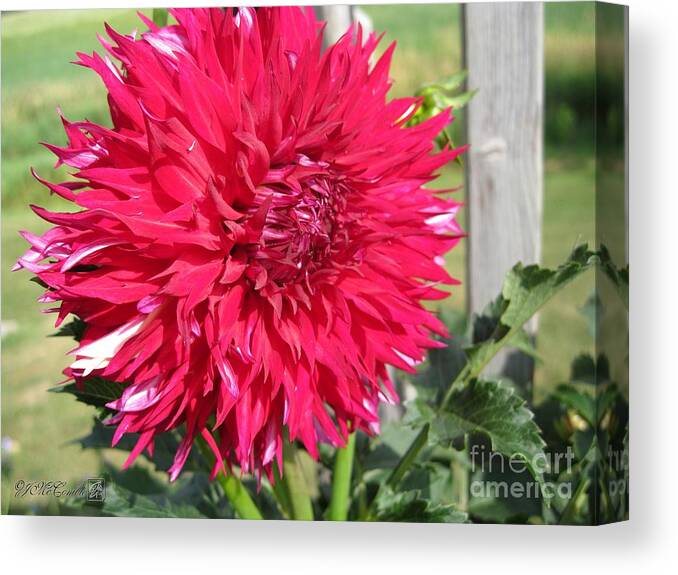 Mccombie Canvas Print featuring the photograph Dahlia named Mingus Erik #1 by J McCombie