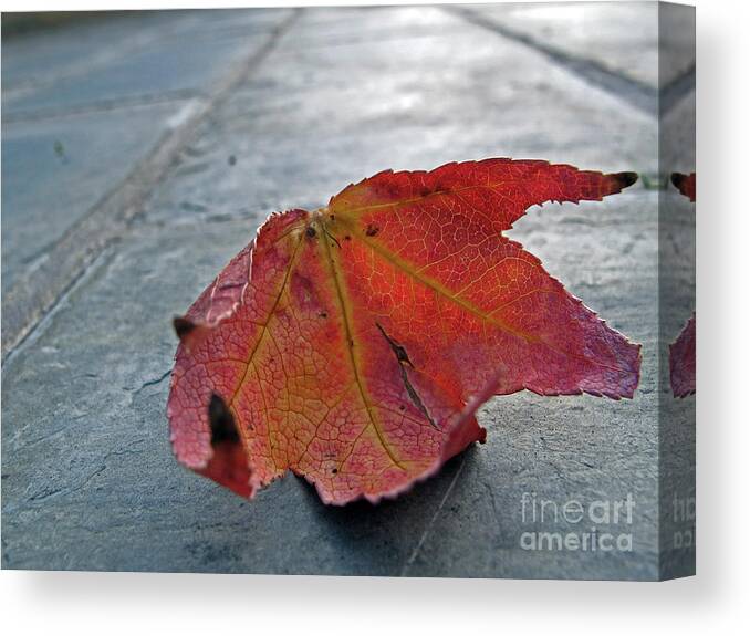 Red Leaf Canvas Print featuring the photograph Fall Leaf by Kelly Holm