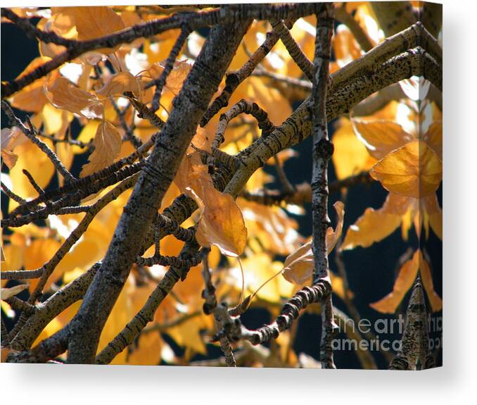 Fall Canvas Print featuring the photograph Fall Leaves #1 by Ann E Robson