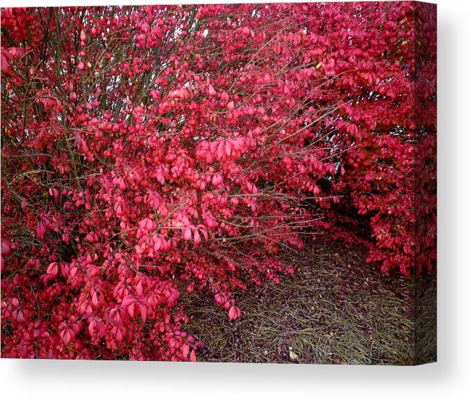 Plant Canvas Print featuring the photograph Fire Bush #1 by Pete Trenholm