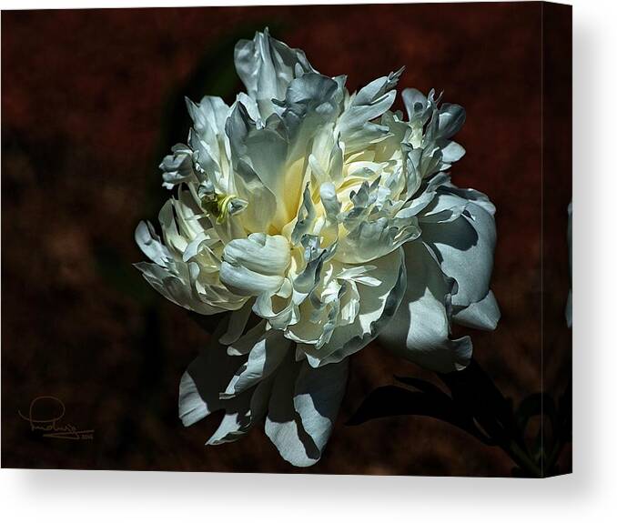 Flower Canvas Print featuring the photograph Flower #2 by Ludwig Keck