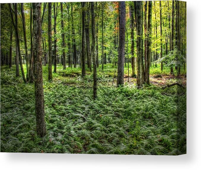  Canvas Print featuring the photograph Forest Floor by David Armstrong