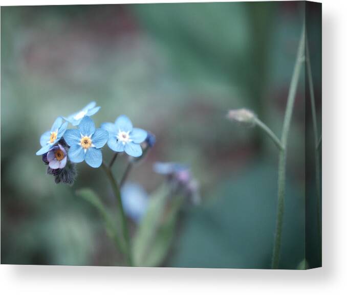Forget-me-not Canvas Print featuring the photograph Forget Me Not #1 by Yuka Kato