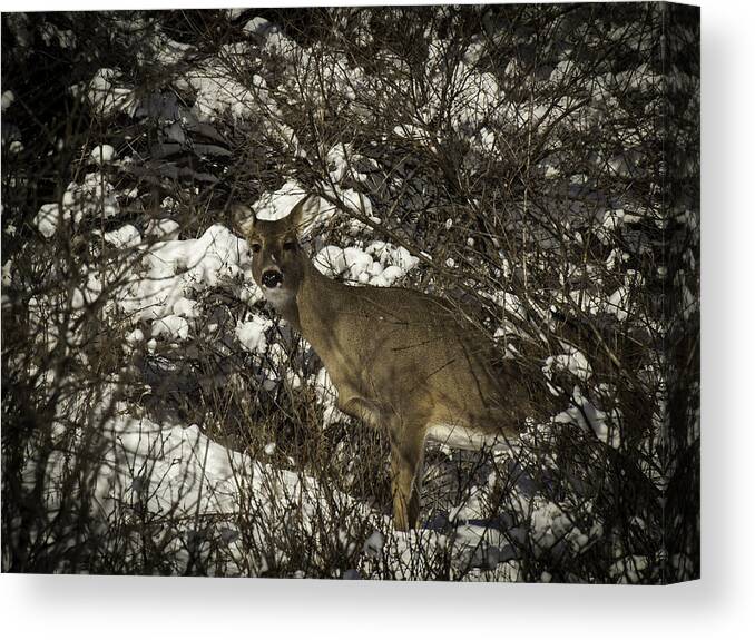 Whitetail Deer Canvas Print featuring the photograph I See You by Thomas Young