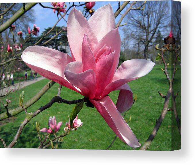 Magnolia Canvas Print featuring the photograph Magnolia 4 #1 by Helene U Taylor