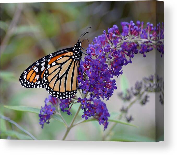 Monarch Butterfly Canvas Print featuring the photograph Monarch #3 by David Armstrong