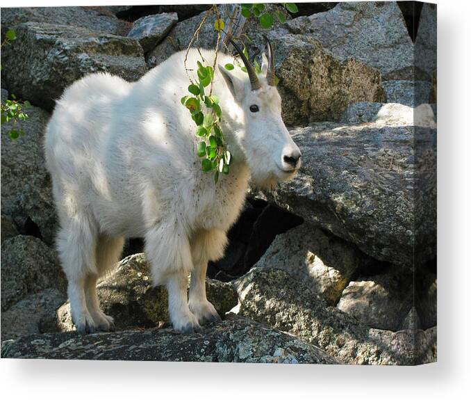 Mountain Goat Canvas Print featuring the photograph Mountain Goat at Mt Rushmore by Jens Larsen