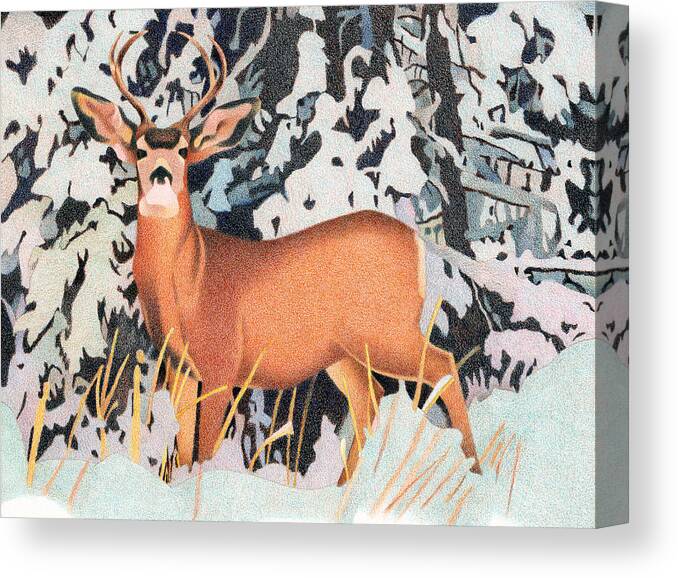 Art Canvas Print featuring the drawing Mule Deer #2 by Dan Miller