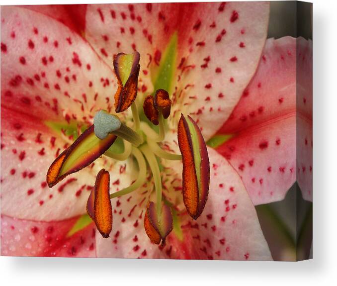 Anther Canvas Print featuring the photograph Oriental Lily #1 by Bonnie Sue Rauch
