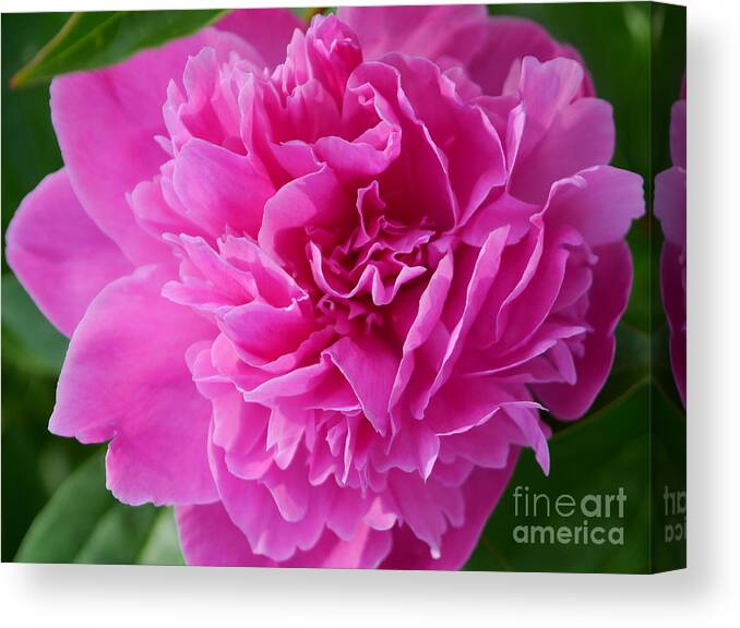 Flower Canvas Print featuring the photograph Pink Candy by Christiane Schulze Art And Photography