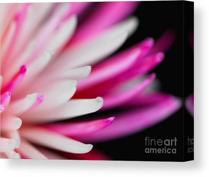 Chrysanthemum Canvas Print featuring the photograph Pink Chrysanthemum Flower Isolated on Black Background. Macro #1 by Laurent Lucuix