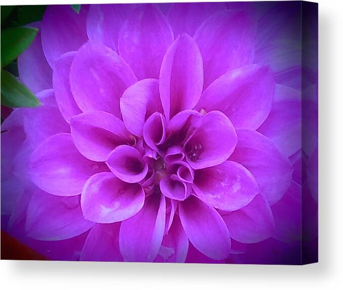 Purple Canvas Print featuring the photograph Purple Dahlia #1 by Wendy Yee