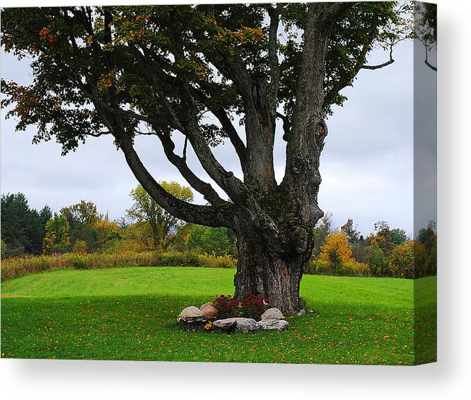 Beautiful Tree Canvas Print featuring the photograph Quiet Tree #1 by Stephanie Grooms