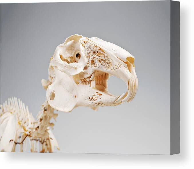 Anatomy Canvas Print featuring the photograph Rabbit Skeleton #1 by Ucl, Grant Museum Of Zoology