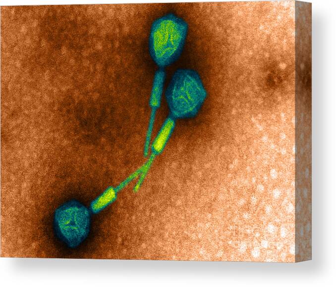 Salmonella Canvas Print featuring the photograph Salmonella Phage #1 by Science Source