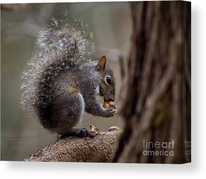  Canvas Print featuring the photograph Squirrel II by Douglas Stucky