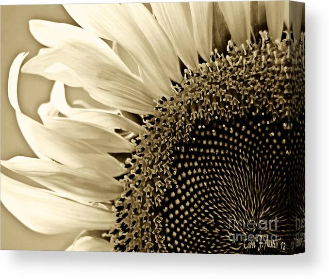 Sunflower Canvas Print featuring the photograph Sunny Bloom Sunflower by Carol F Austin