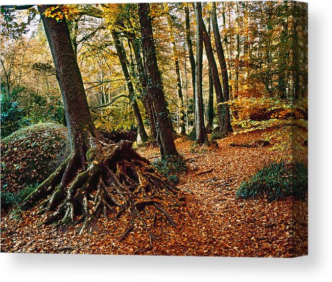 Photography Canvas Print featuring the photograph Trees With Granite Rock At Huelgoat #1 by Panoramic Images