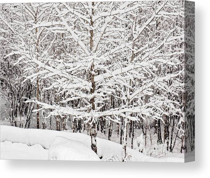 Winter Store Print Canvas Print featuring the photograph Winter Storm Print #1 by Gwen Gibson