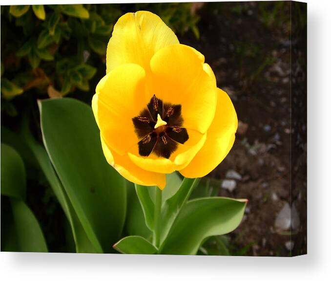 Flowers Canvas Print featuring the photograph Yellow flower #1 by Karl Rose