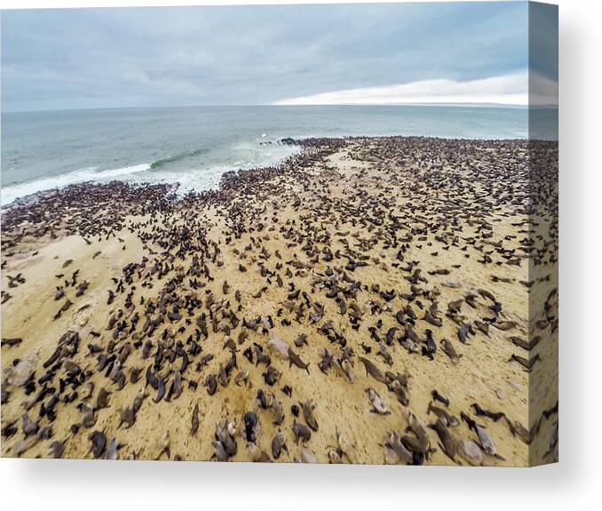 Namibia Canvas Print featuring the photograph Cape Cross, Namibia, Africa - Cape Fur #13 by Edwin Remsberg