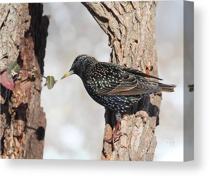 Nature Canvas Print featuring the photograph European Starling #18 by Jack R Brock