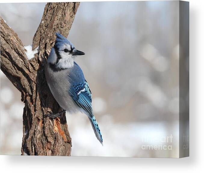 Nature Canvas Print featuring the photograph Blue Jay #191 by Jack R Brock