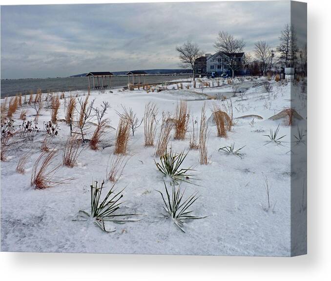 Beach Grass Canvas Print featuring the photograph Blowing in the wind by Janice Drew