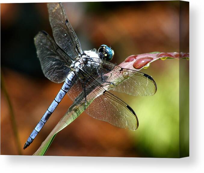 Dragonfly Canvas Print featuring the photograph Blue Dragonfly #2 by Kelly Nowak