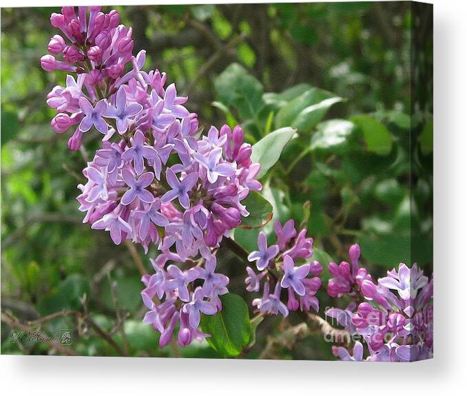 Common Purple Lilac Canvas Print featuring the painting Common Purple Lilac #1 by J McCombie