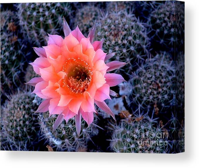 Cactus Canvas Print featuring the photograph Desert Beauty #2 by Marilyn Smith