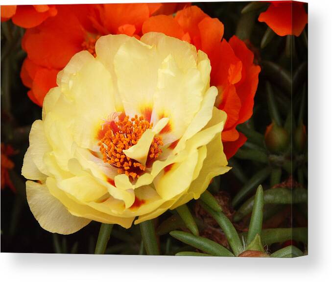Anther Canvas Print featuring the photograph Portulaca #2 by Bonnie Sue Rauch