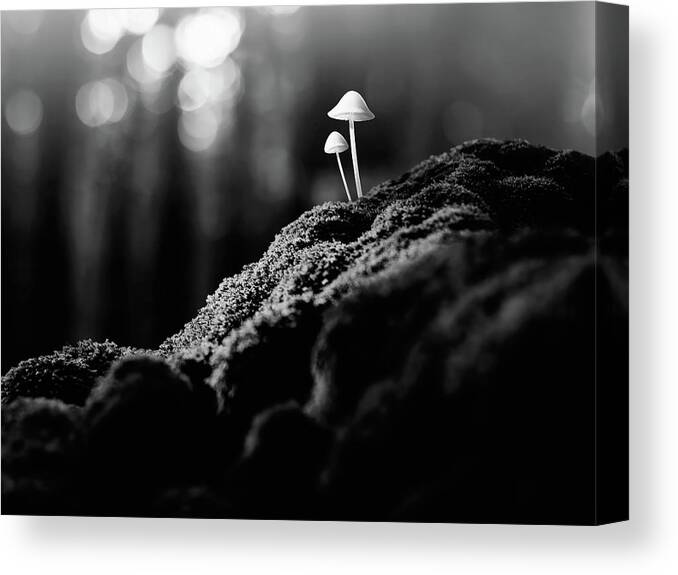 Scenics Canvas Print featuring the photograph Psychedelic Mushrooms #2 by Misha Kaminsky