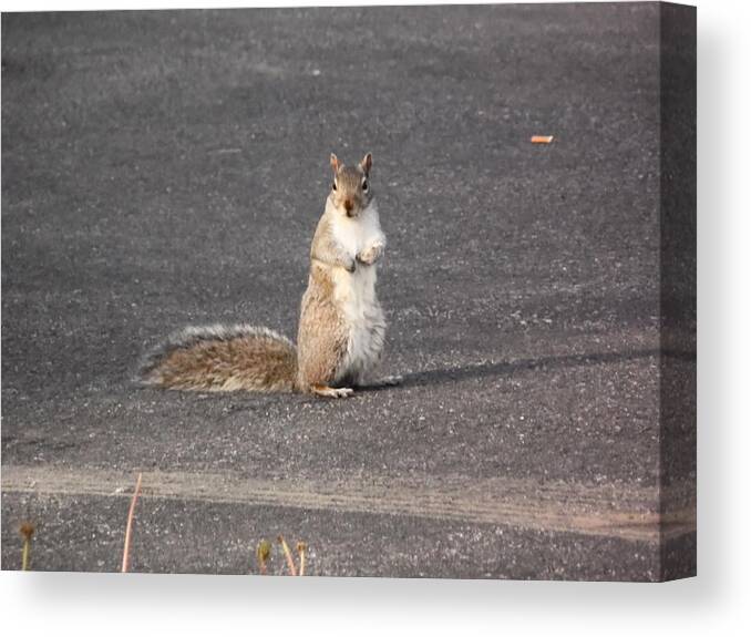 Squirrel Canvas Print featuring the photograph Squirrel #2 by Karl Rose