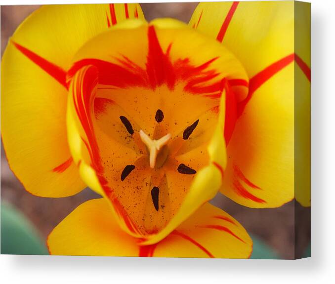 Bloom Canvas Print featuring the photograph Tulip Tulipa Gesneriana #2 by Bonnie Sue Rauch