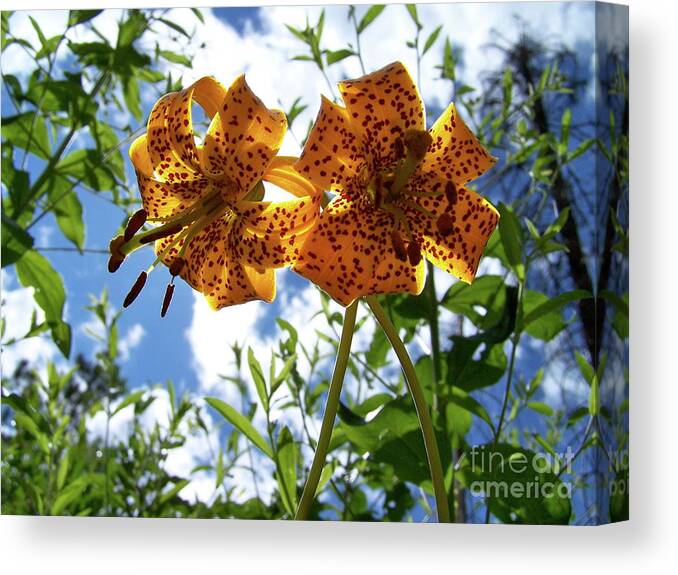 Flower Canvas Print featuring the photograph Two Tigers 'n' Sky #2 by Jamie Johnson