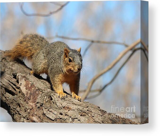 Nature Canvas Print featuring the photograph Eastern Fox Squirrel #24 by Jack R Brock