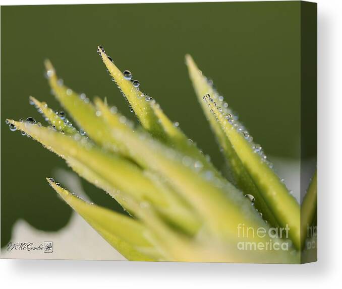 Dwarf Canvas Print featuring the photograph Dwarf Canna Lily named Ermine #3 by J McCombie