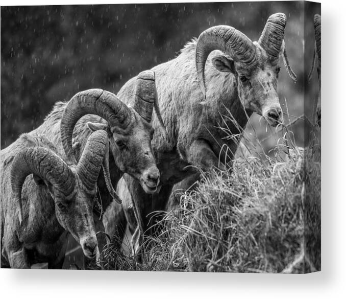 Big Horn Sheep Canvas Print featuring the photograph 3 Kings by Kevin Dietrich