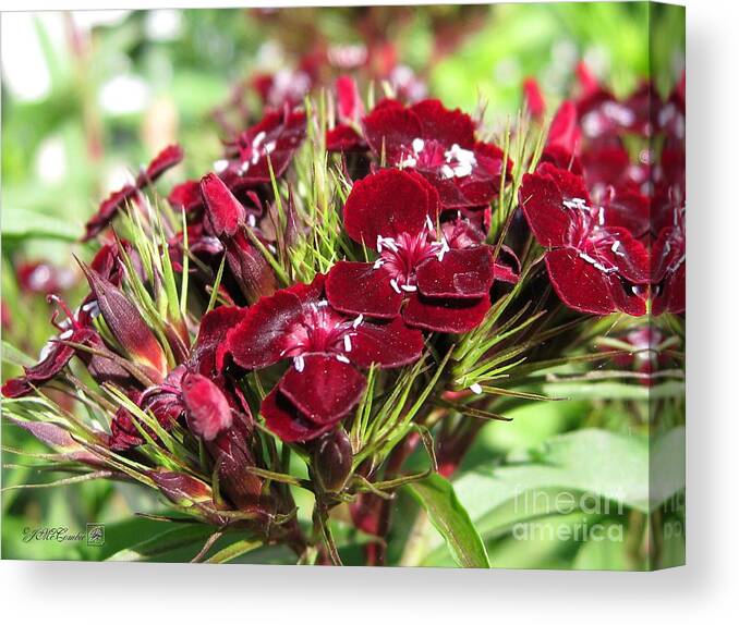 Mccombie Canvas Print featuring the photograph Sweet William named Sooty #3 by J McCombie