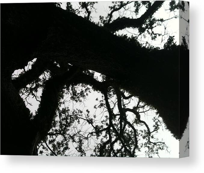 Tree Canvas Print featuring the photograph Tree #4 by Julia Stubbe