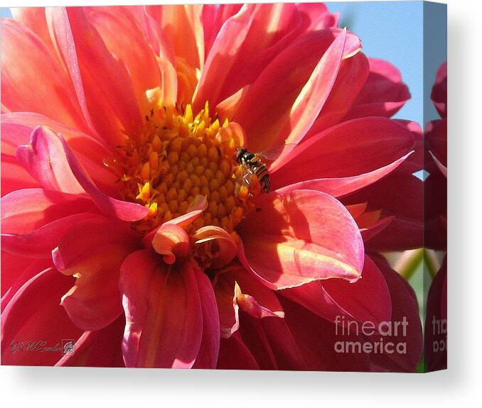 Mccombie Canvas Print featuring the painting Dahlia from the Showpiece Mix #31 by J McCombie