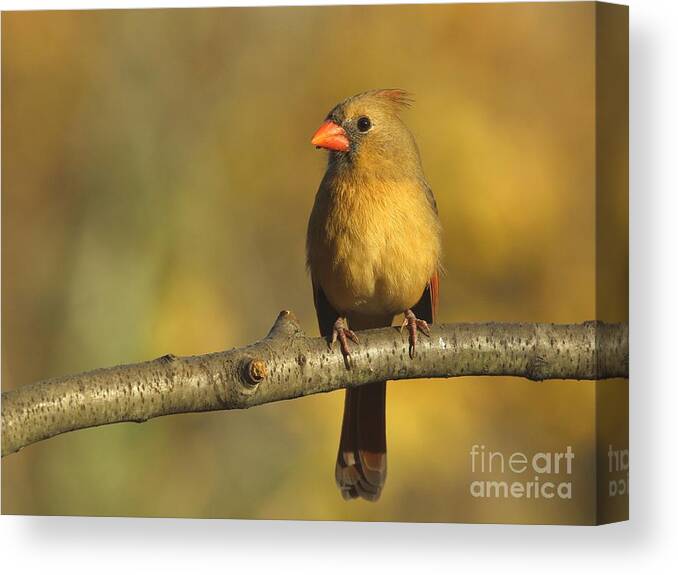 Nature Canvas Print featuring the photograph Northern Cardinal #348 by Jack R Brock