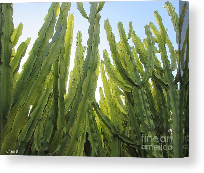 Cactus Canvas Print featuring the photograph Cacti #2 by Chani Demuijlder