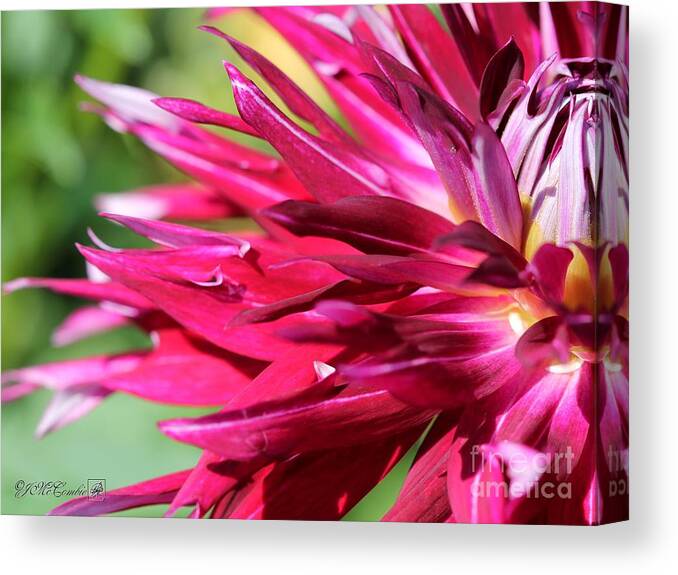 Mccombie Canvas Print featuring the photograph Dahlia named Normandy Wild Willie #4 by J McCombie