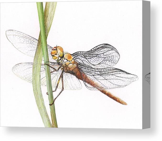Dragonfly Canvas Print featuring the painting Sheer Wings / sold #3 by Barbara Anna Cichocka