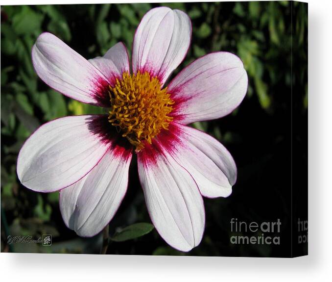 Mccombie Canvas Print featuring the photograph Dahlia named Mii Tai #5 by J McCombie