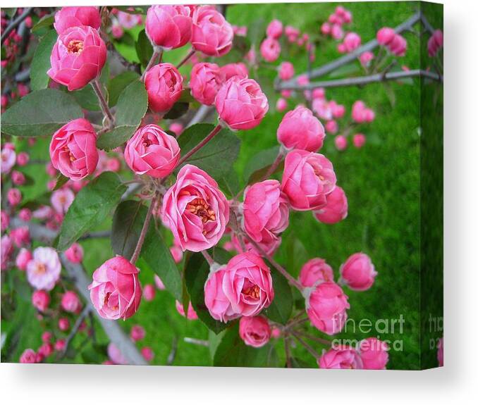 Bouquet Canvas Print featuring the photograph Color of the Spring #10 by Xueyin Chen