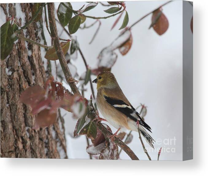 Nature Canvas Print featuring the photograph American Goldfinch #91 by Jack R Brock
